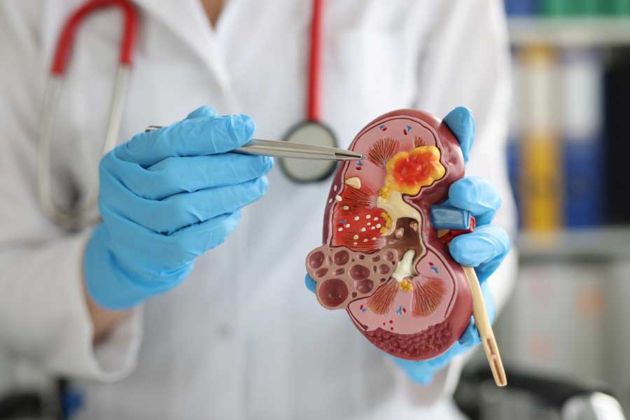 cross-section of kidney